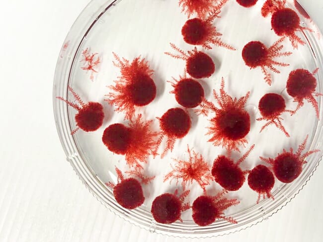 A close up of red algae growing in a petri dish.