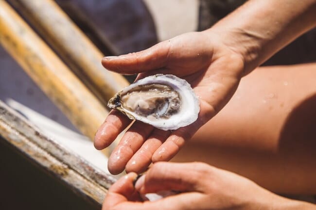 A hand holding an oyster