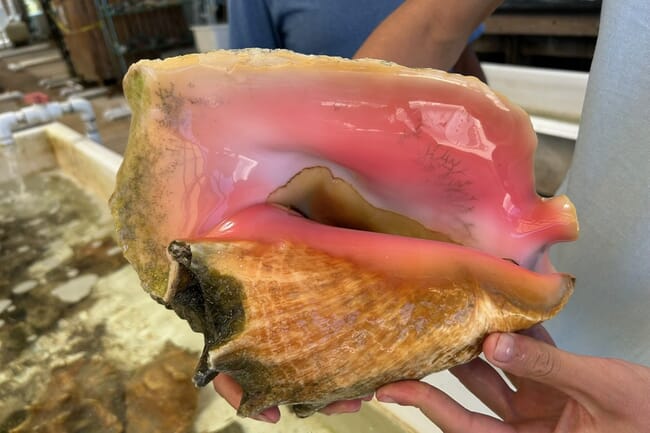 An adult queen conch.