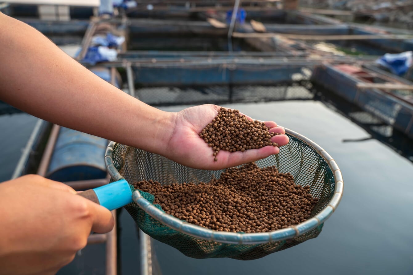 A farmer holding shrimp feed in a basket above ponds.