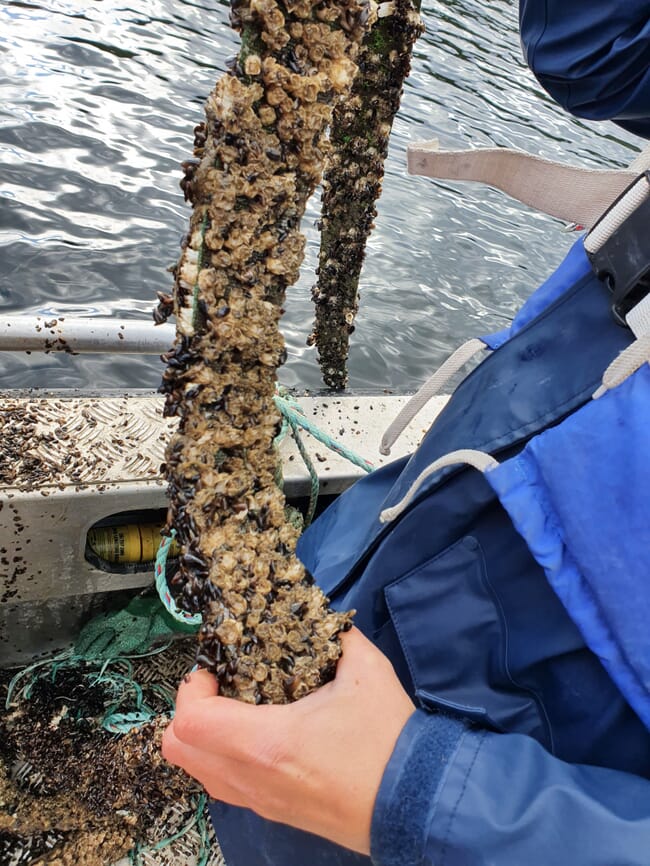 Rope-grown barnacles.