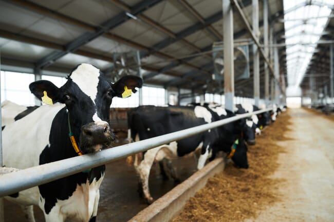 Inside a dairy cow farm.