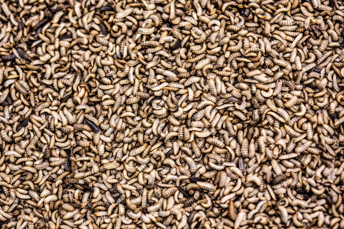 A photo of black soilder fly larvae.