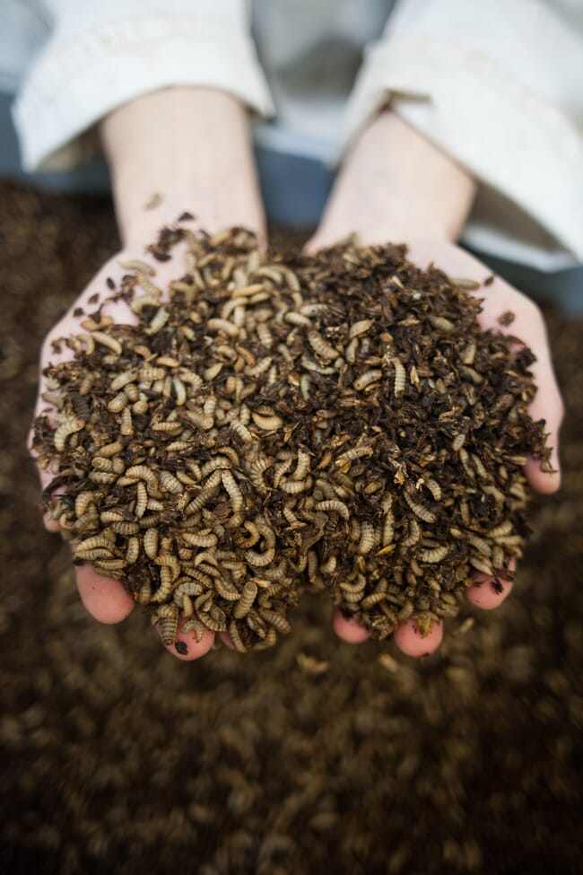Black soldier fly larvae.