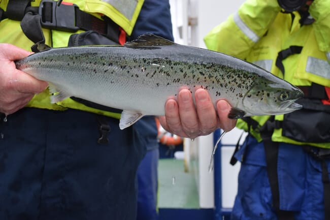 A fish being held out of the water.