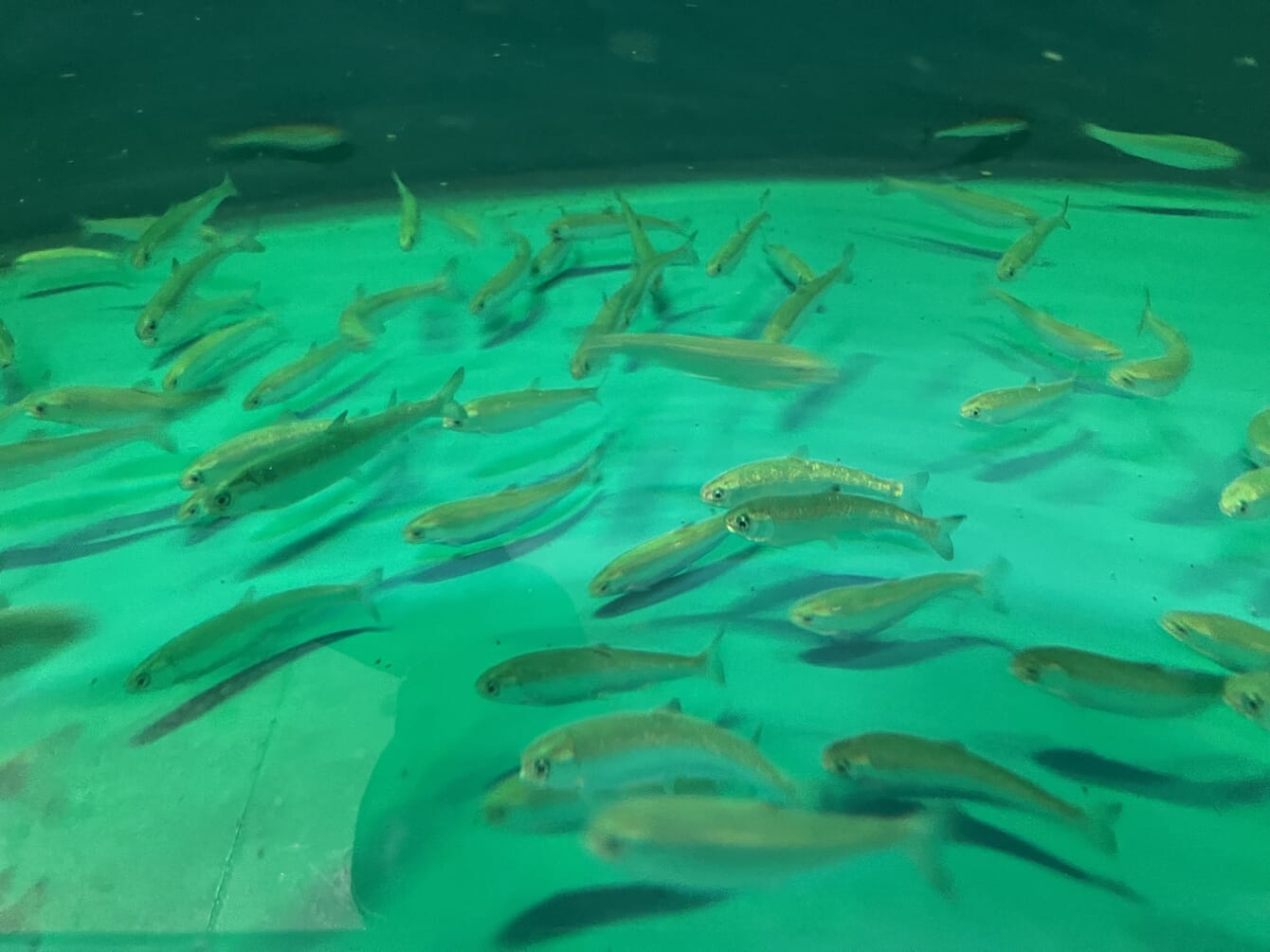 A group of juvenile fish swimming in a tank.