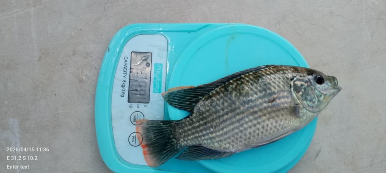 A fish on a kitchen scale.