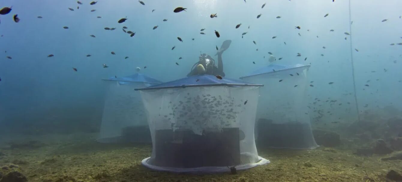An underwater tent with fish inside.