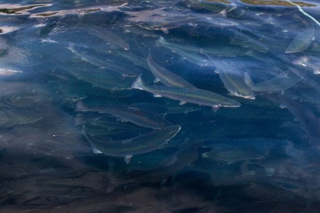 A shoal of salmon.