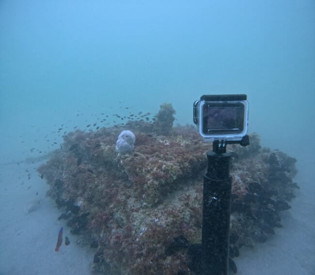 An underwater photo of a reef with fish and a camera.