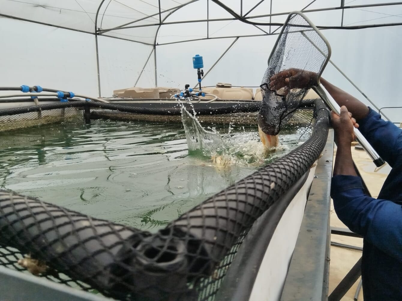A person handling fish on an aquaponics farm.