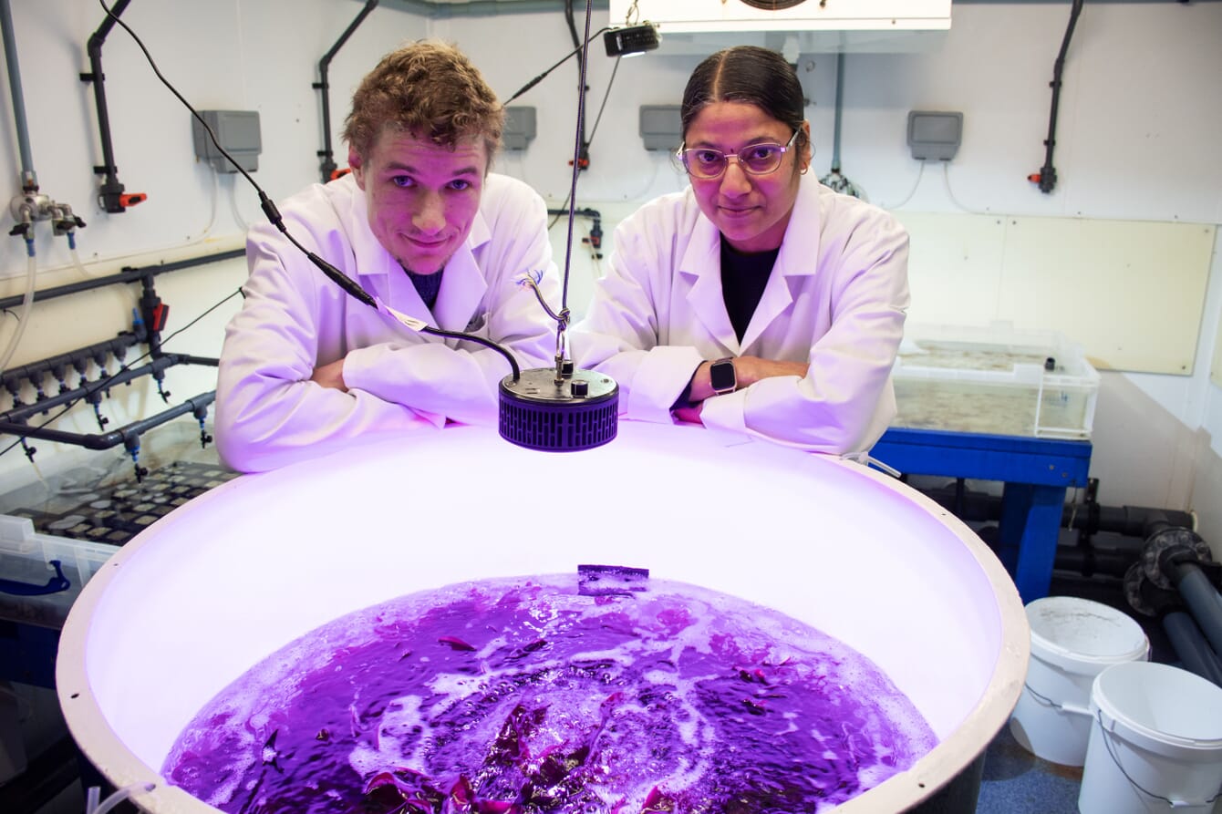 Two scientists above a seaweed culture tank.