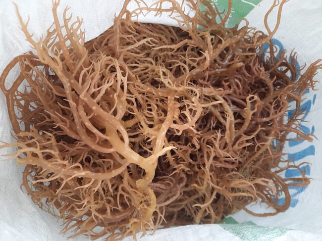A close-up photograph of fresh seaweed from the Philippines.