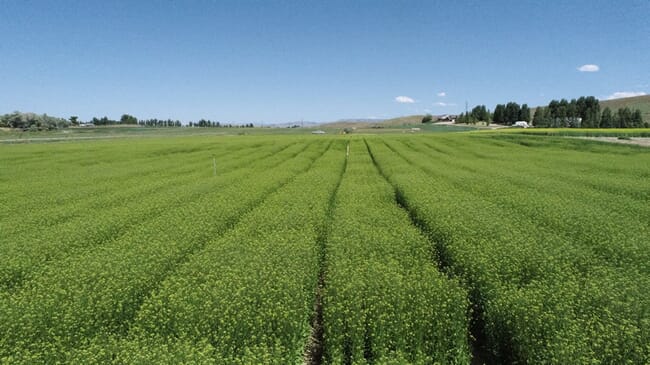 Camelina sativa
