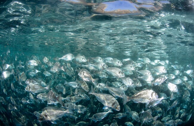 A shoal of fish under the water.