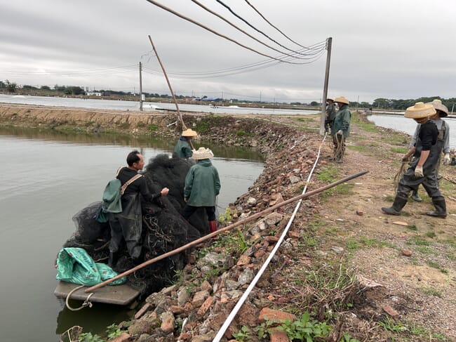 Grass carp farmers in China.