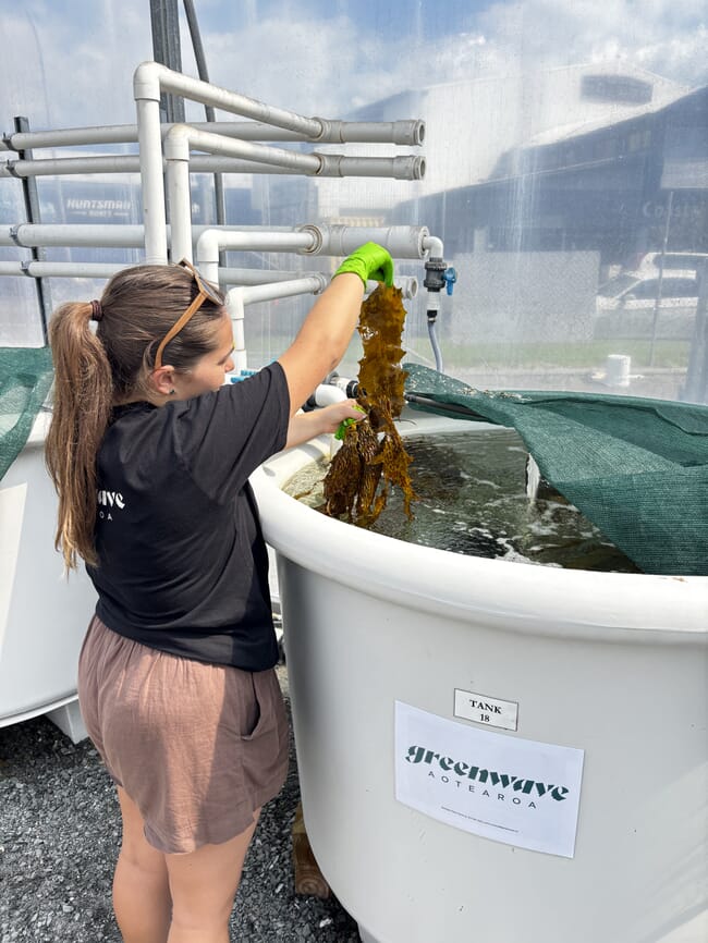 A woman holding kelp above an aquaculture tank on a sunny day.