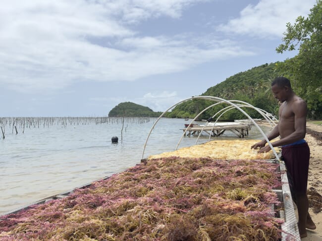 A man drying seaweed on a beach.