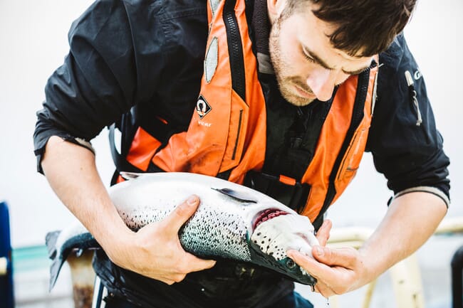 A man inspecting a fish.