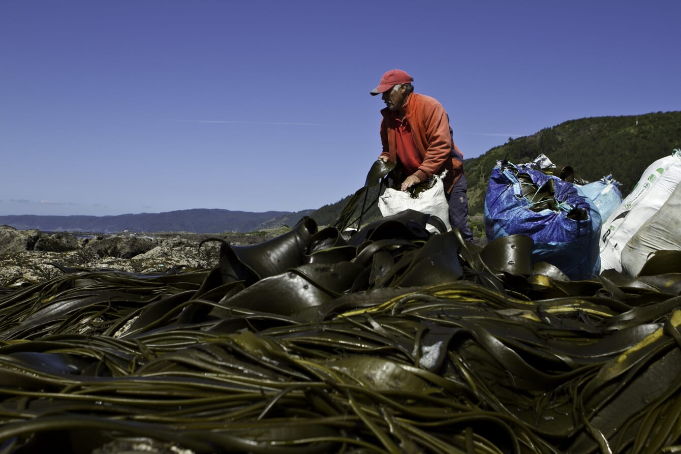 A man in red harvesting kelp from his boat.