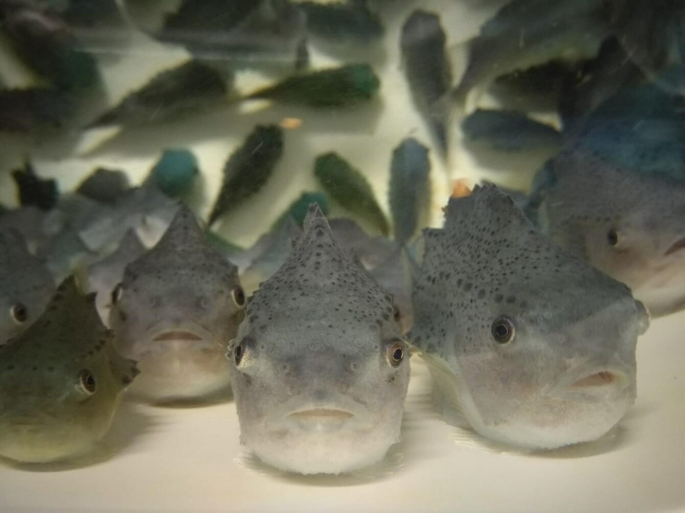 A close up of lumpsucker fish in a tank.