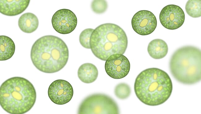 Illustration of green microalgae.