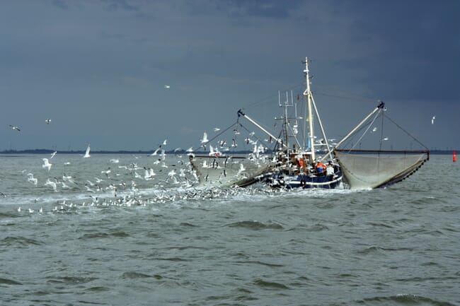 A fishing boat in the north sea fishing.