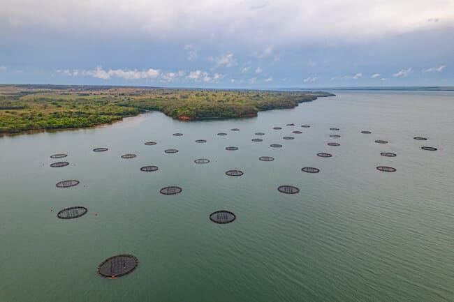 Aerial view of a fish farm.