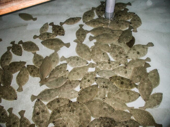 A shoal of flatfish in a tank.