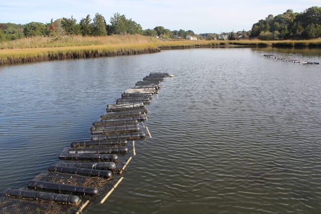 oyster cages