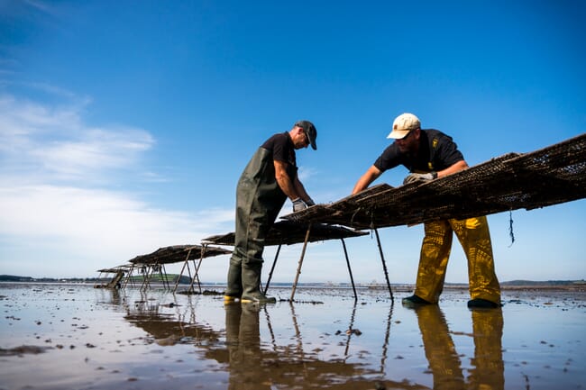 Two people working on oysters trestles.