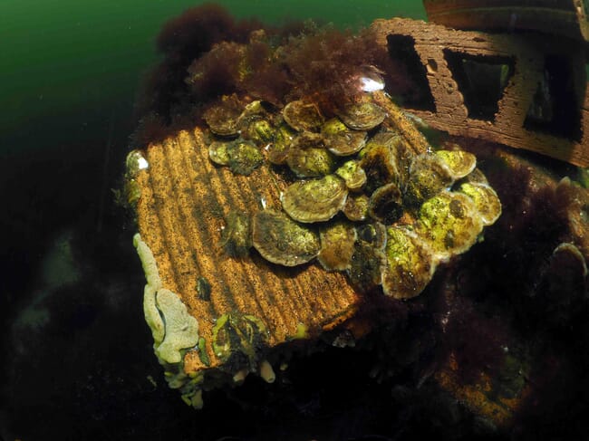 An underwater photo of young oysters.