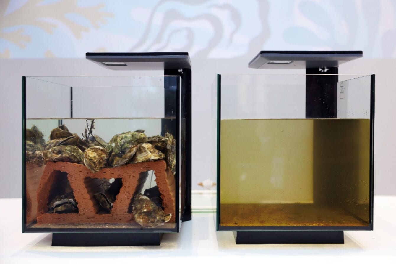 Oysters in a murky tank filtering through the water.