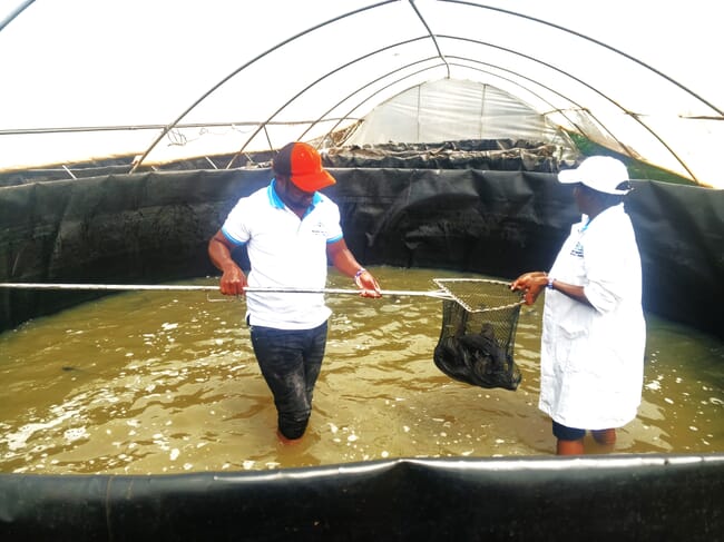 Two people harvesting fish in a farm in Kenya.