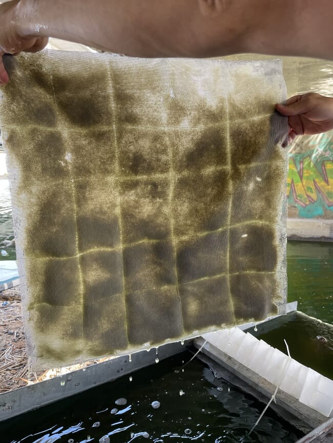 A white mesh square with green particles in it.