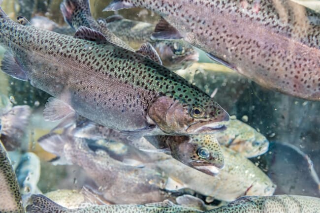 A shoal of fish.