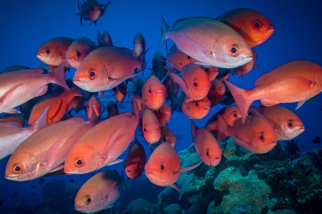 A shoal of red snapper.