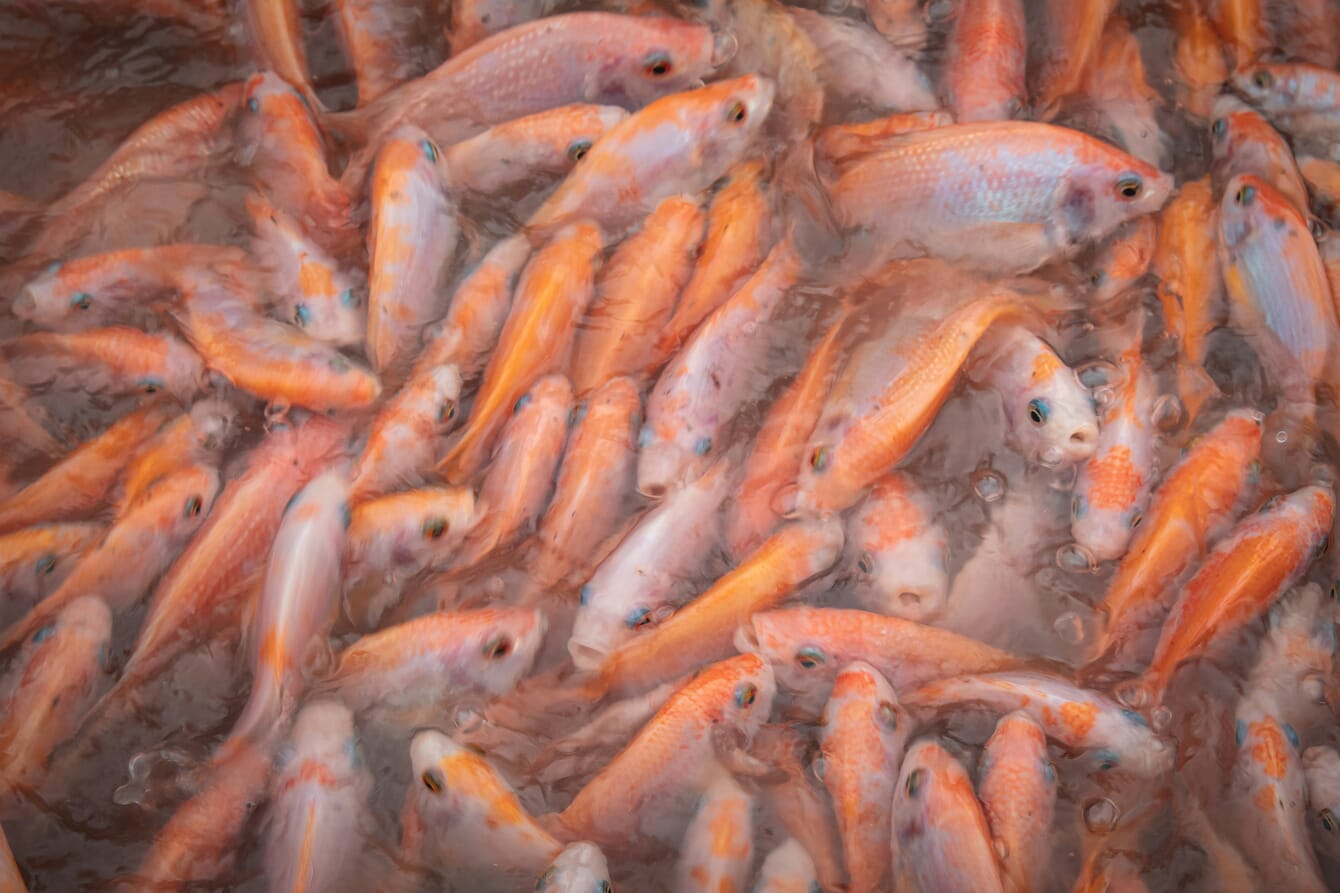 A group of red tilapia in a pond in Vietnam.