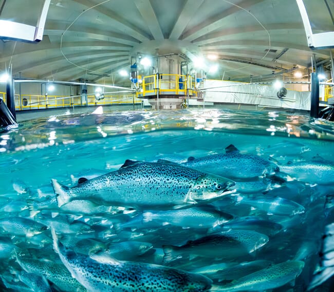Fish in a large tank.