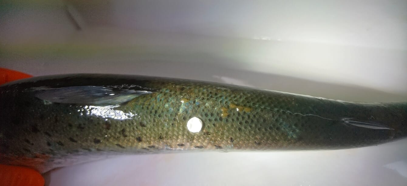 A close-up of parasites on fish.