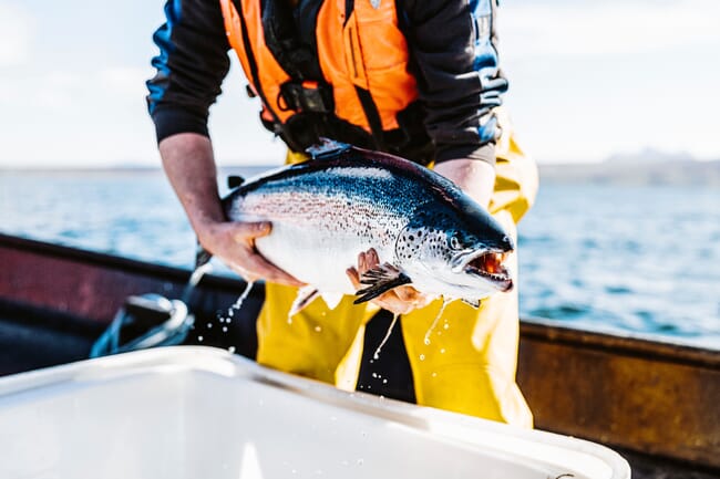 A live salmon being held up by a person.