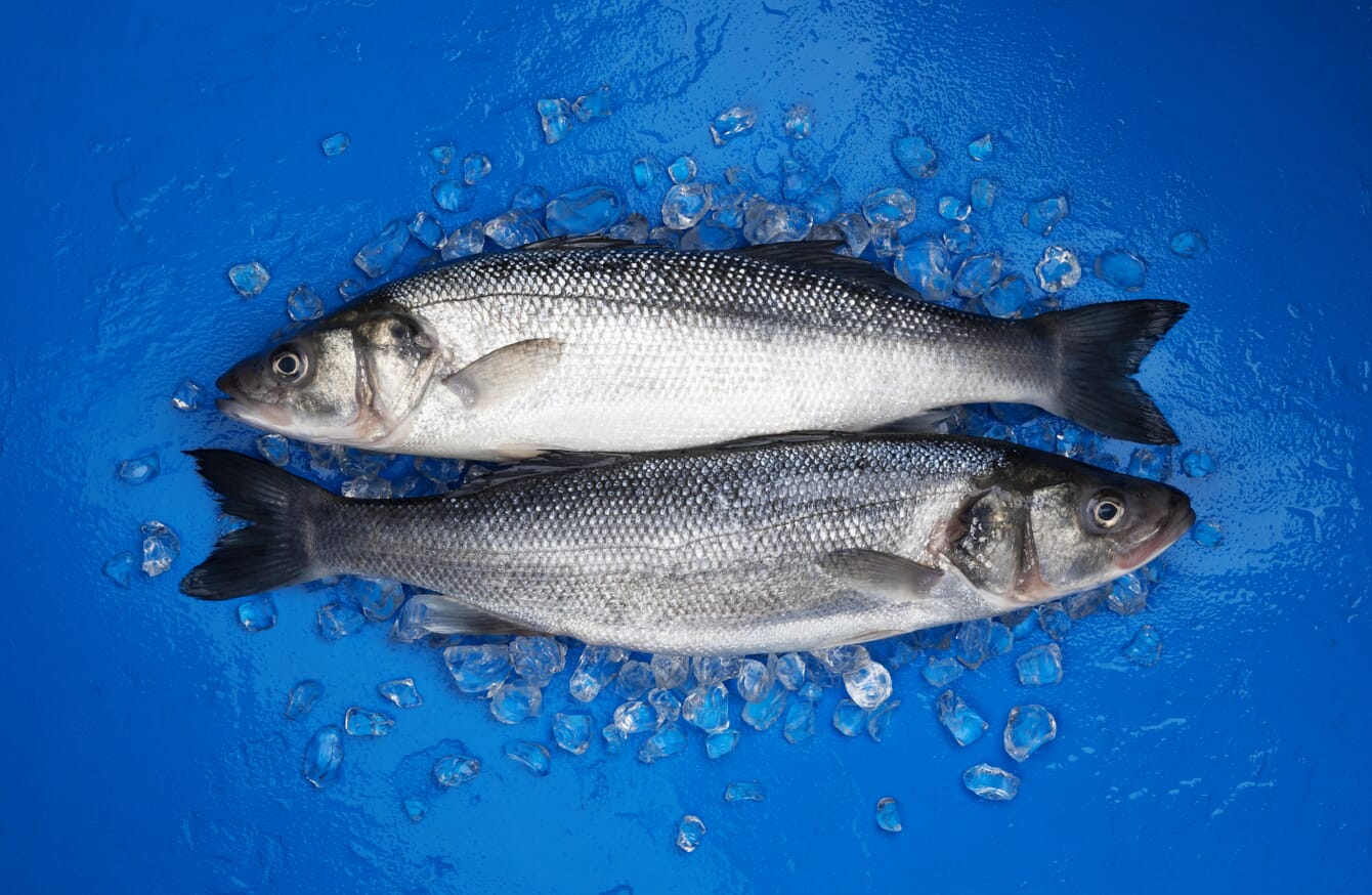 Two european seabass in a blue bucket on ice.