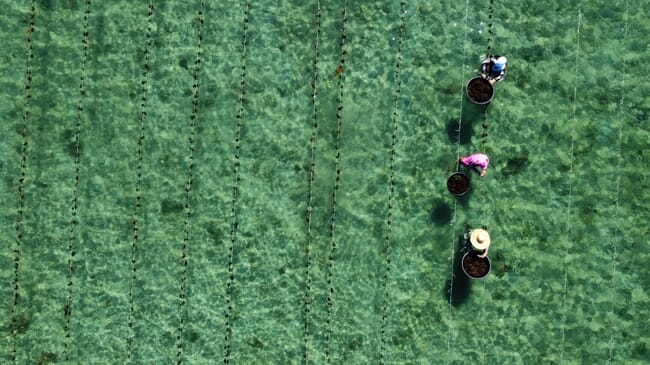 Seaweed harvesting