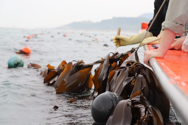 Kelp farmers hauling in lines.