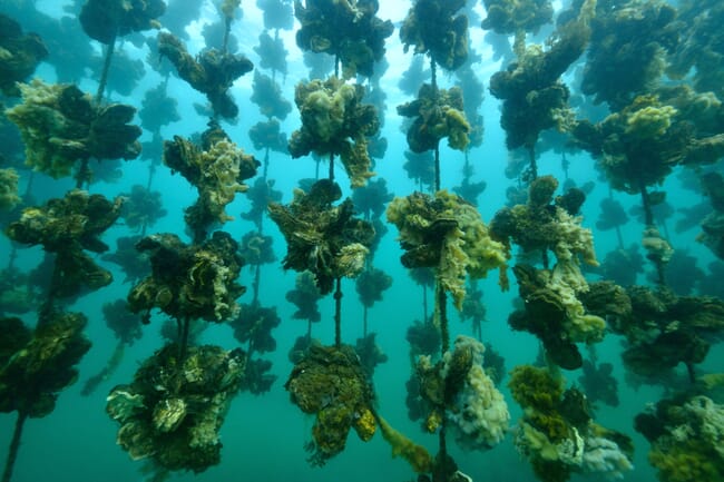 line-grown oysters
