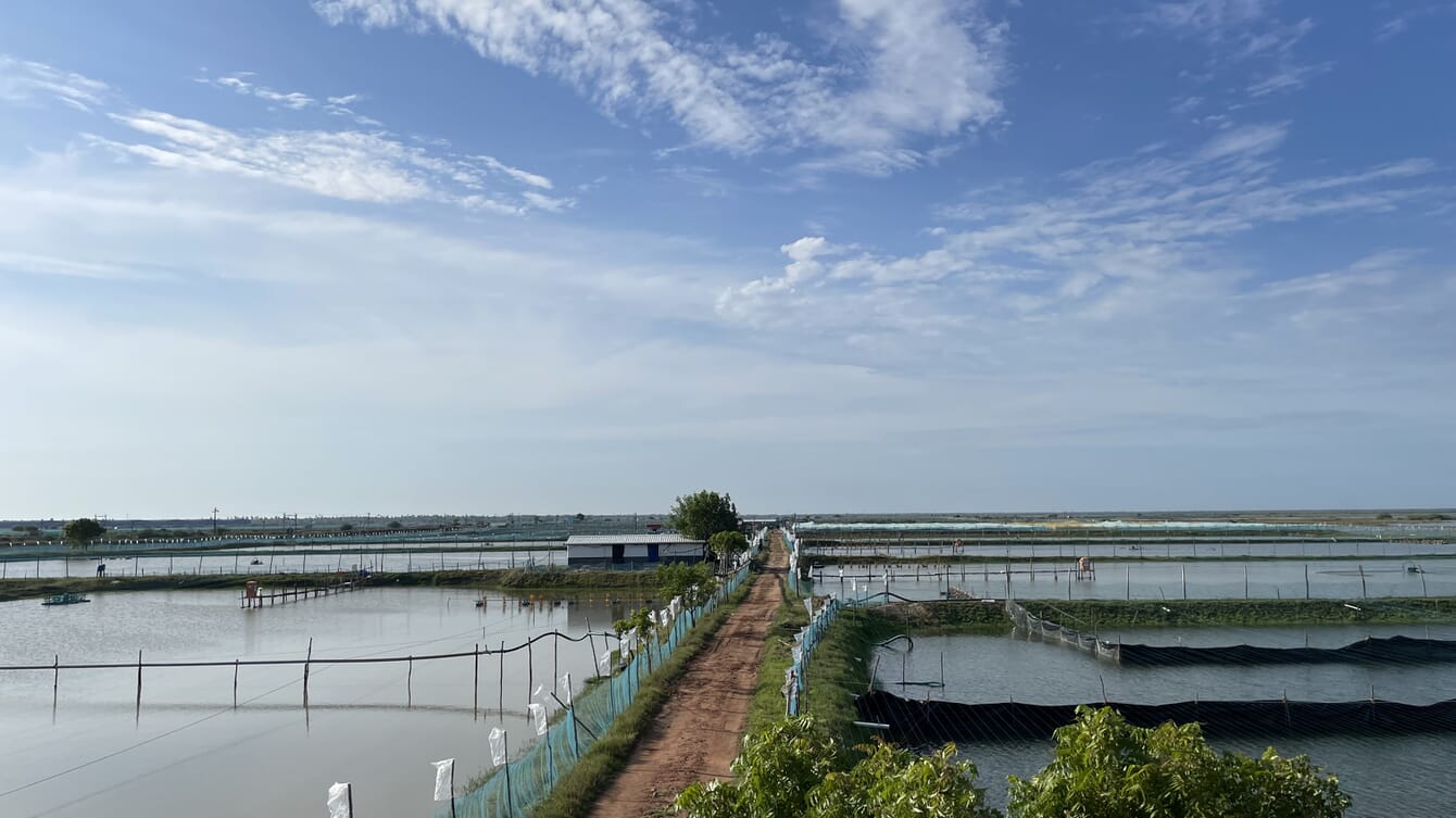 A shrimp farm in India at sunset.