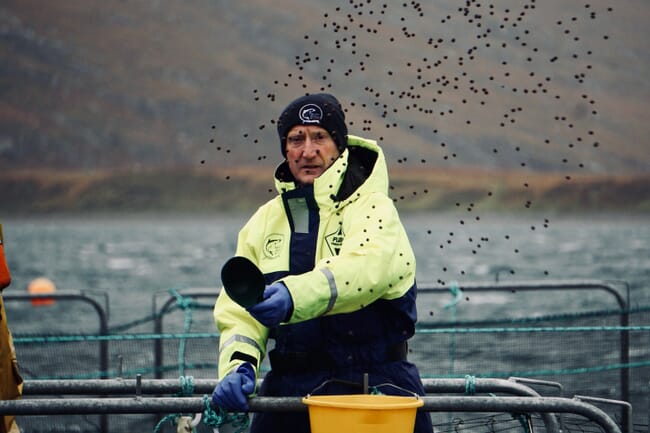 A CEO feeding aquaculture salmon in Scotland.