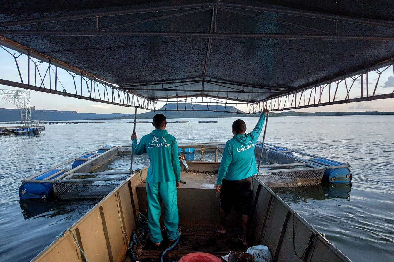 A GenoMar tilapia field trial.