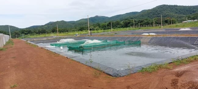 A tilapia field trial by GenoMar.