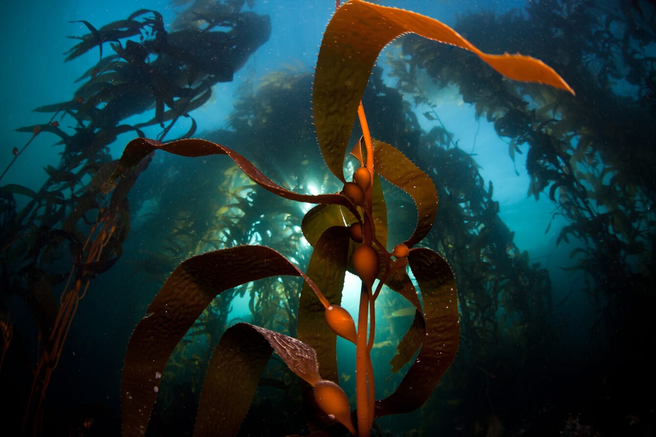 An underwater photo of wild seaweed.